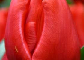 Tulipa Escape ® (4)